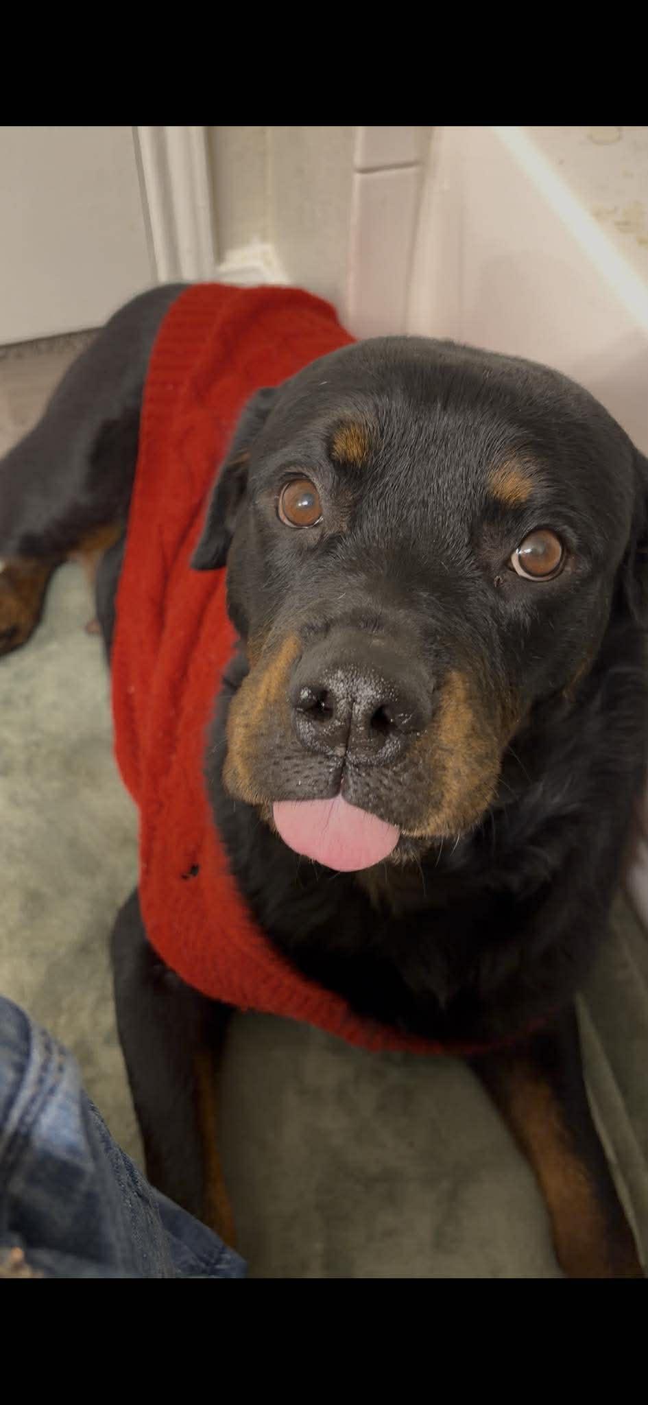 Enlarge Maggie, a ADOPTABLE Rottweiler in Schertz, TX image 1/6