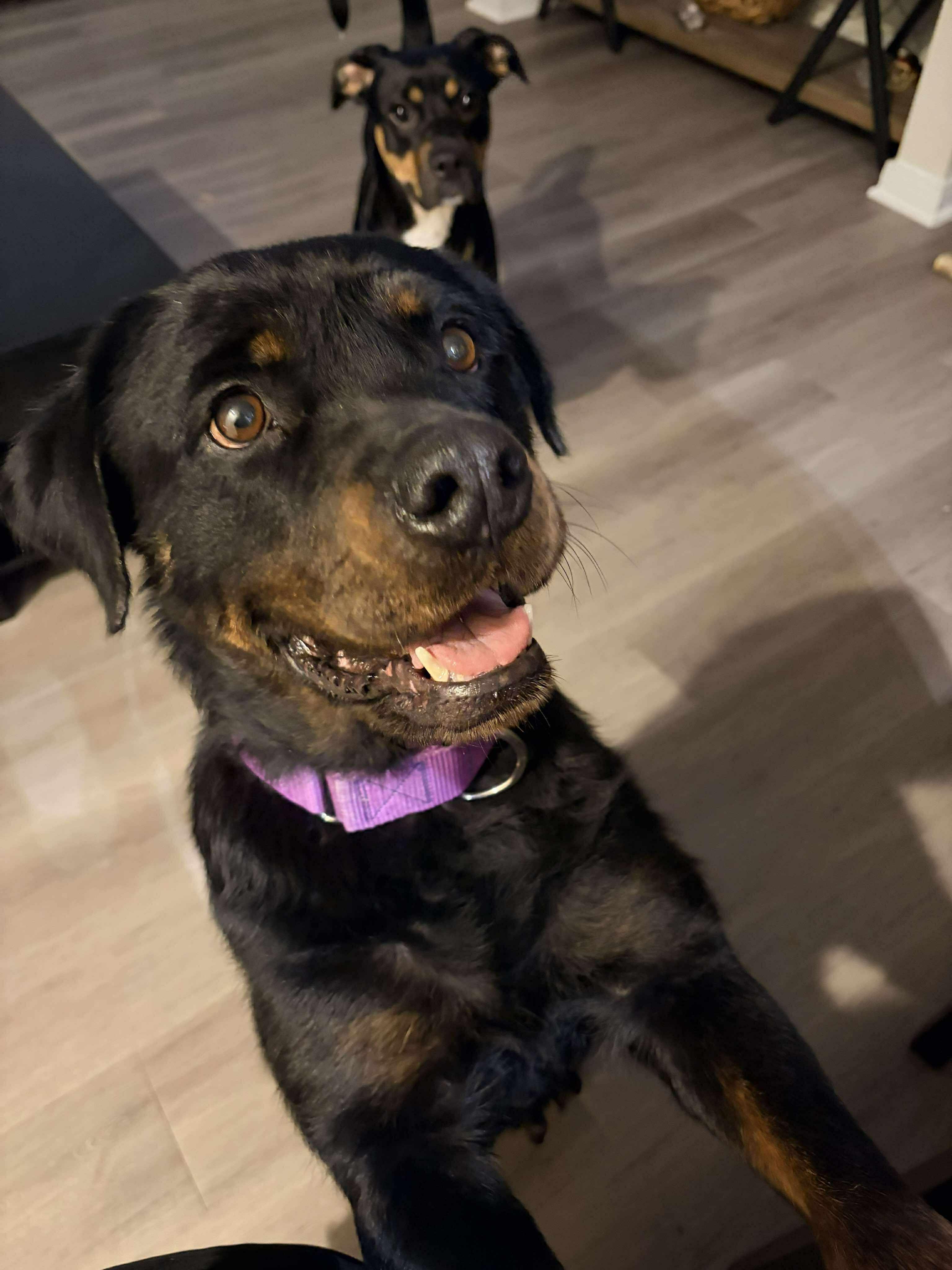 Enlarge Maggie, a ADOPTABLE Rottweiler in Schertz, TX image 2/6