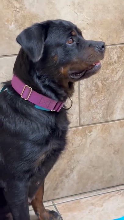 Enlarge Maggie, a ADOPTABLE Rottweiler in Schertz, TX video 5/6