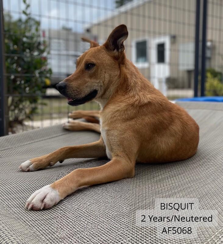 Bisquit, Adoptable, Adult Male German Shepherd Dog & Carolina Dog.