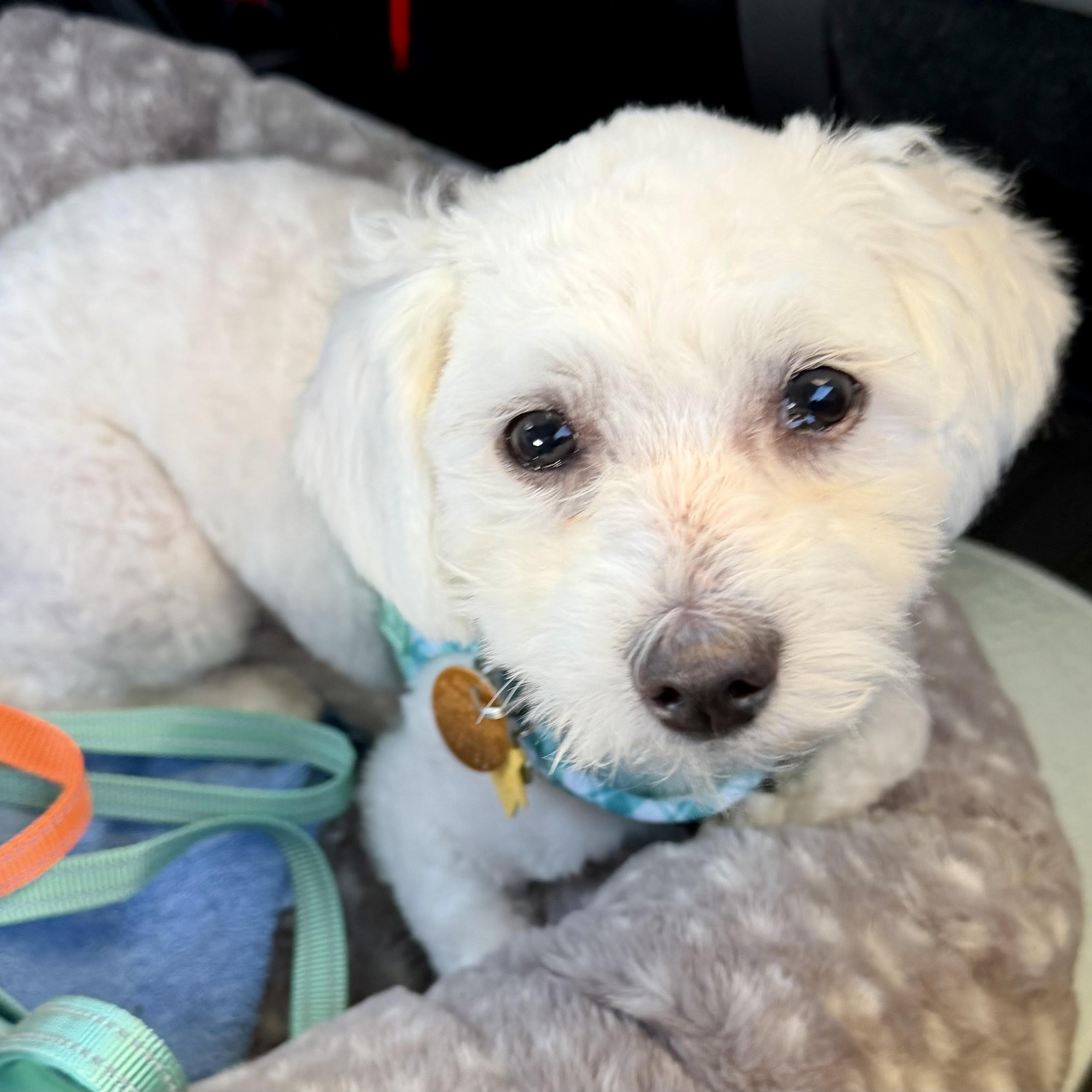 Enlarge Broggy & Zenku, a Adoptable mixed breed in Plano, TX image 2/2