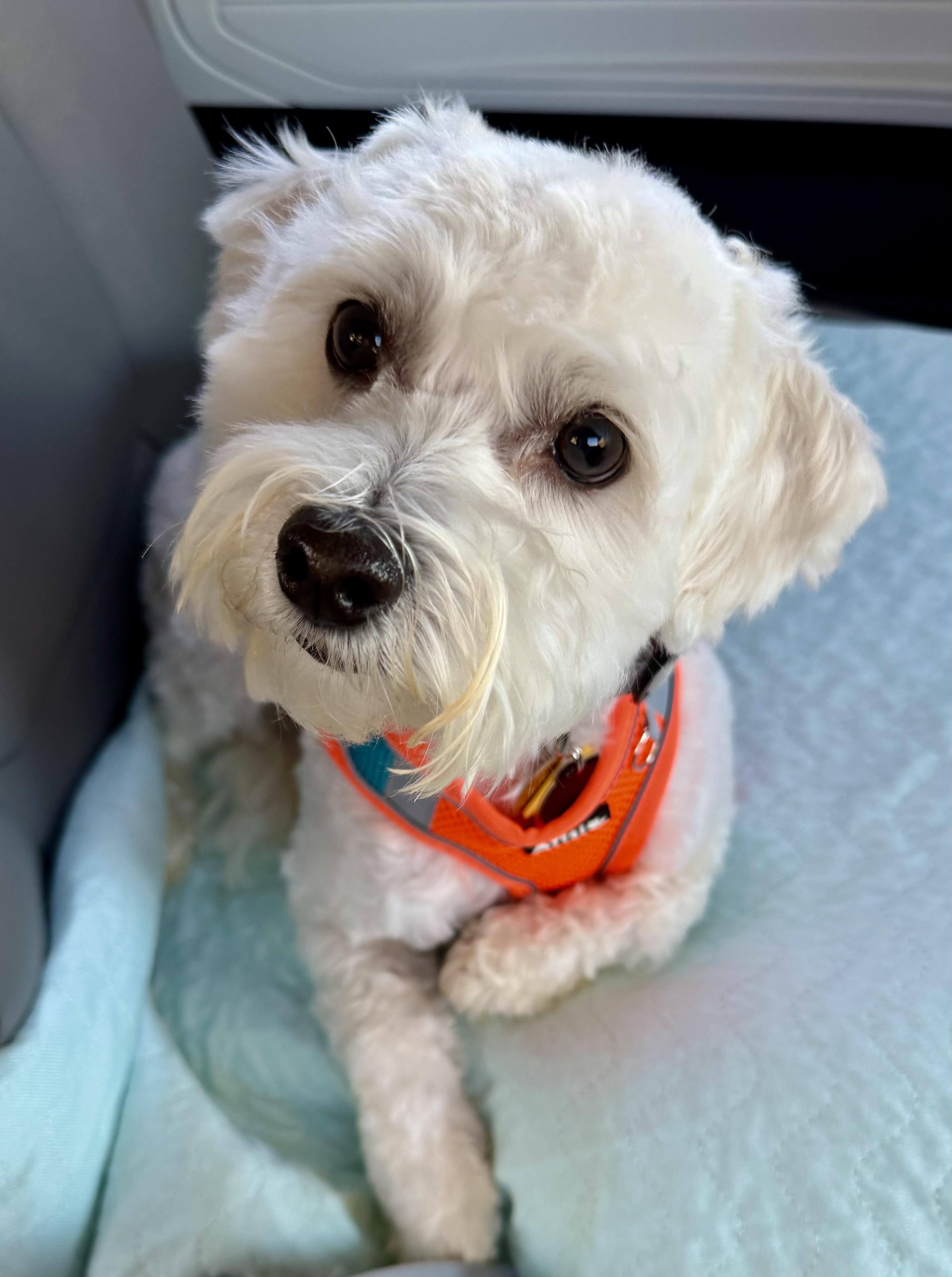 Broggy & Zenku, Adoptable, Young Male Malshi & Poodle (Toy).