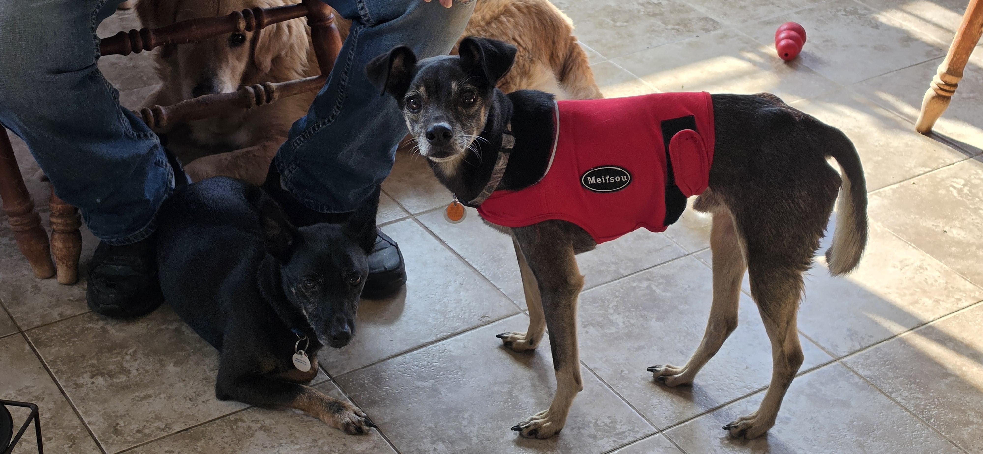 Enlarge Itty Bit & Bear, a ADOPTABLE mixed breed in Terre Haute, IN image 2/4