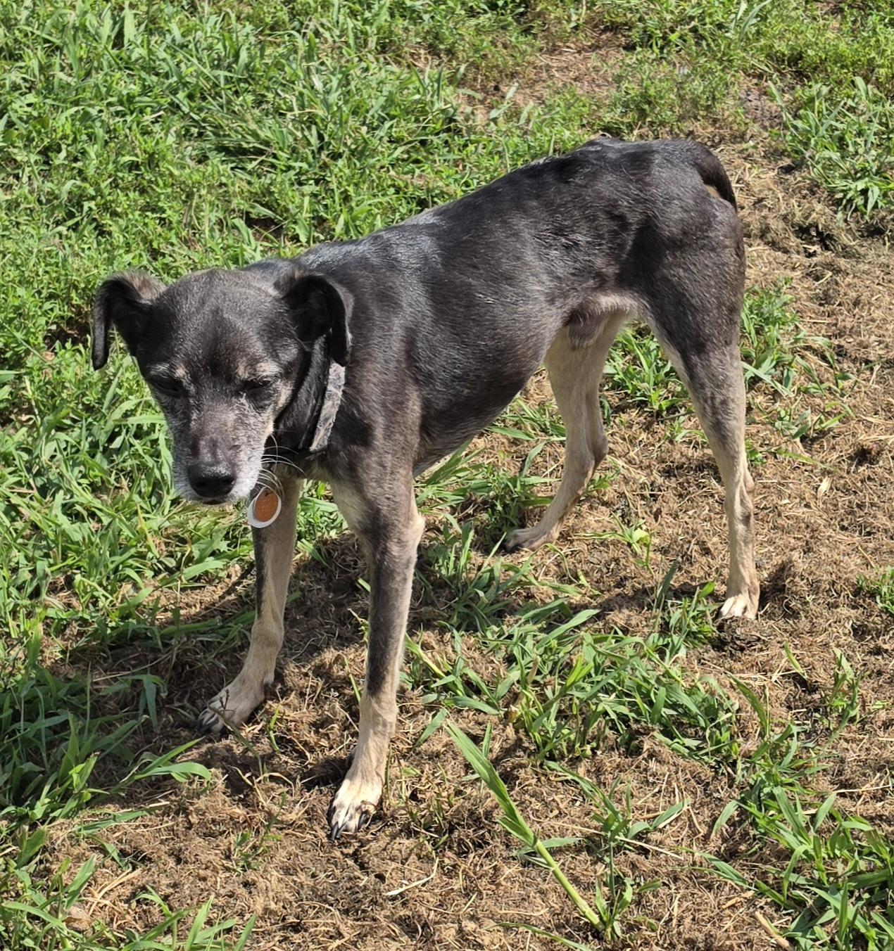 Enlarge Itty Bit & Bear, a ADOPTABLE mixed breed in Terre Haute, IN image 3/4