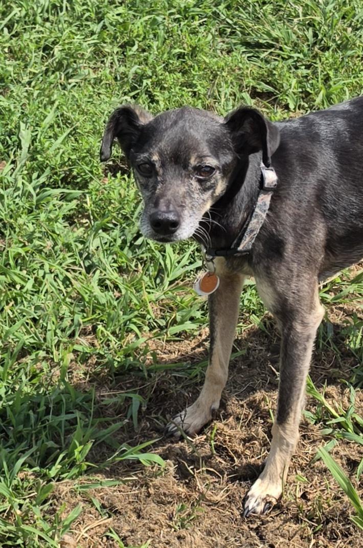 Enlarge Itty Bit & Bear, a ADOPTABLE mixed breed in Terre Haute, IN image 4/4