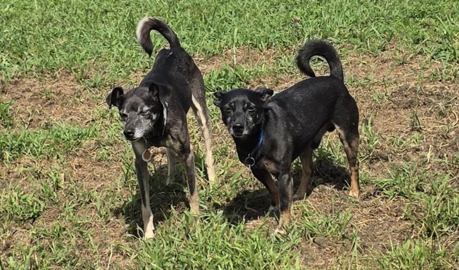 Itty Bit & Bear, ADOPTABLE, Adult Male Miniature Pinscher.