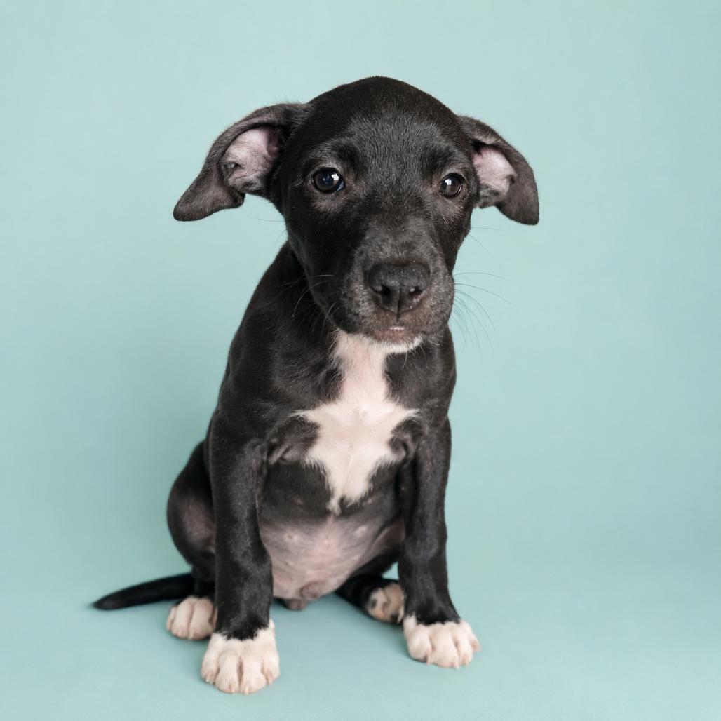 Enlarge Jazzy, a Adoptable Mixed Breed in Pulaski, TN image 2/2