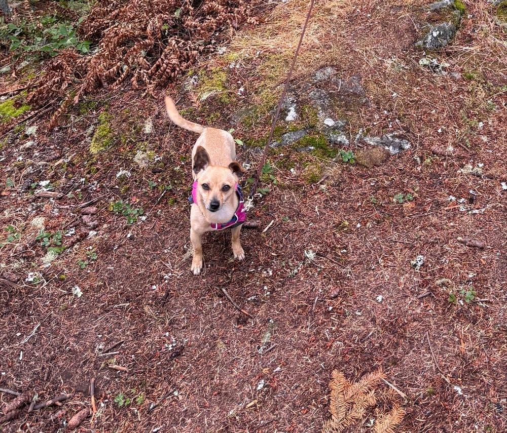 Enlarge Phoebe, a Adoptable mixed breed in Vancouver, WA image 2/3