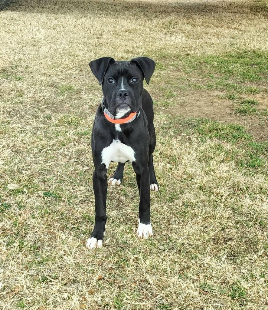 Batman, Adoptable, Young Male Boxer.