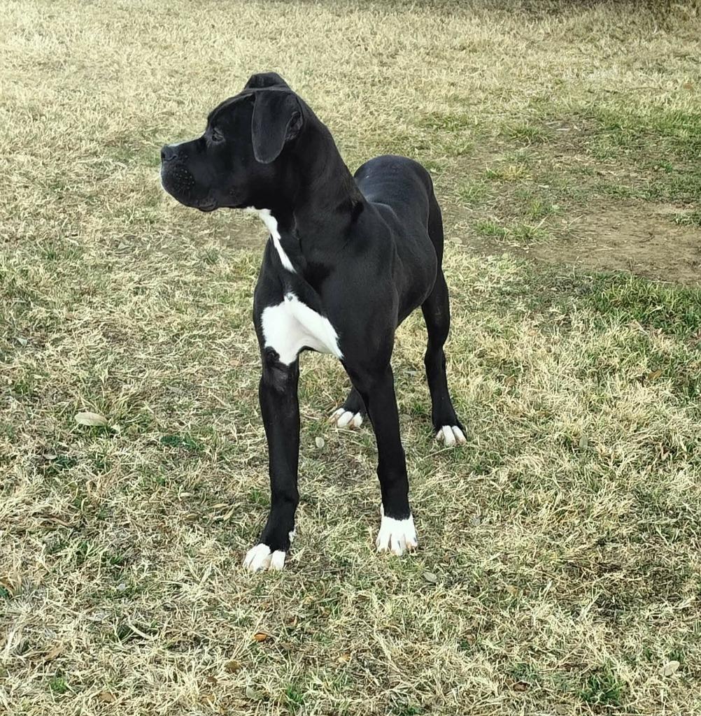 Enlarge Batman, a Adoptable Boxer in Arlington, TX image 2/2