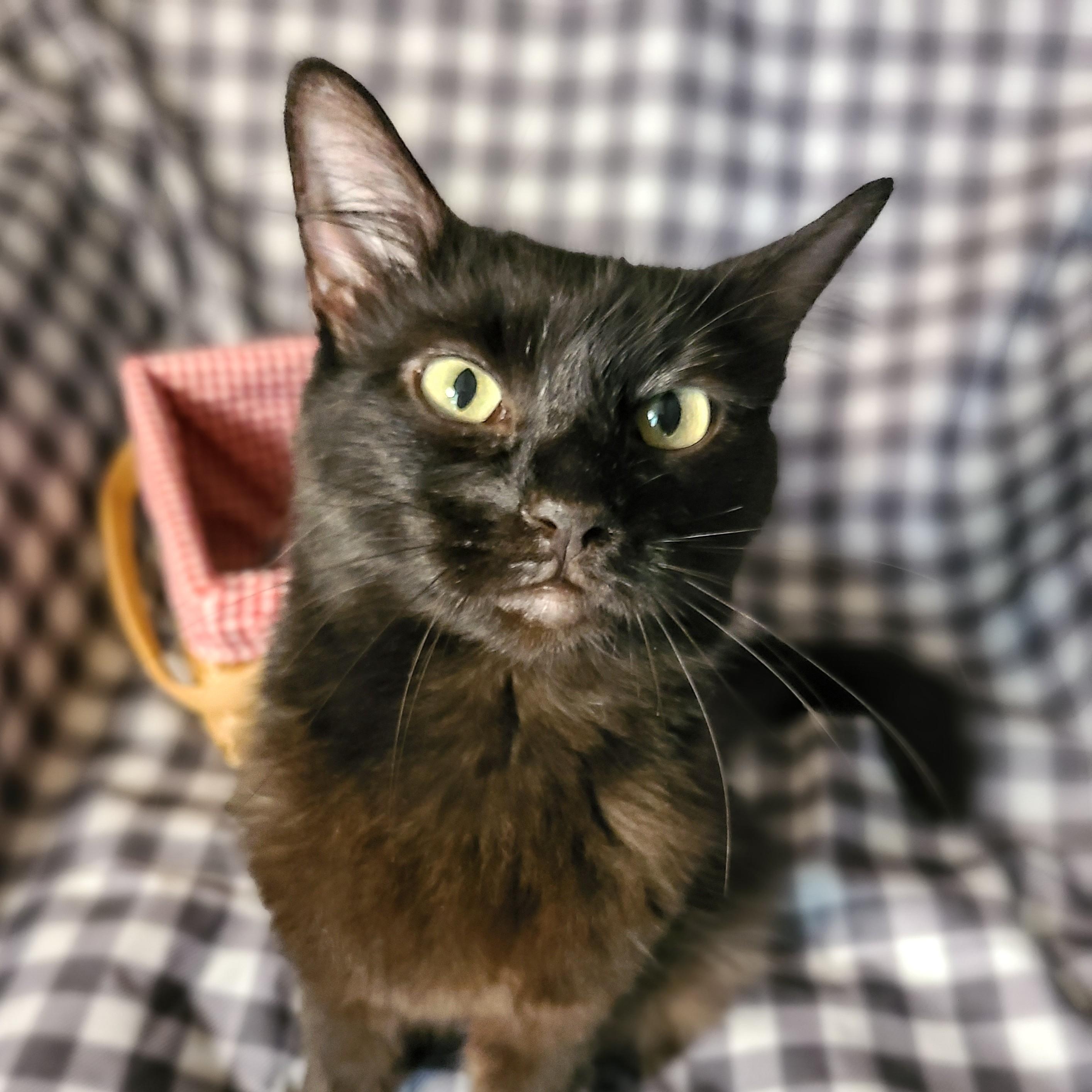 Bella, Adoptable, Adult Female Domestic Long Hair & Domestic Medium Hair.