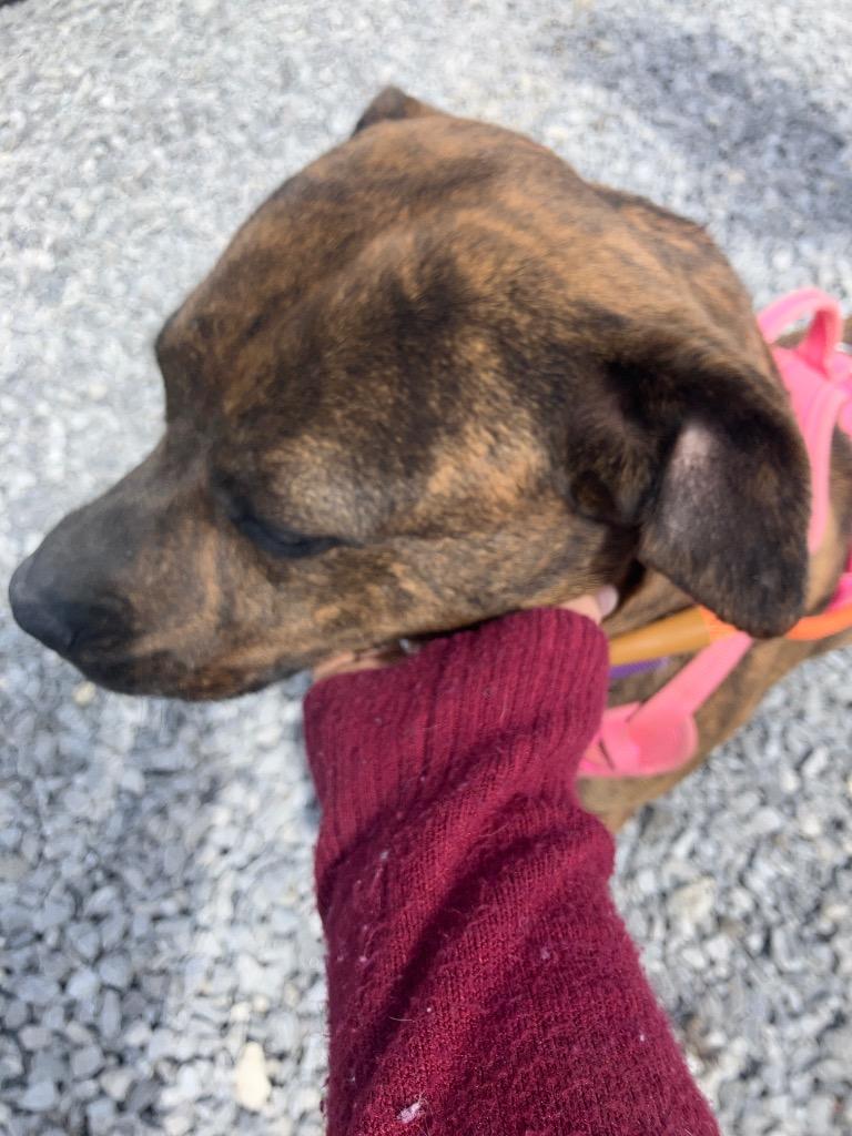 Gabby, Adoptable, Adult Female Terrier.