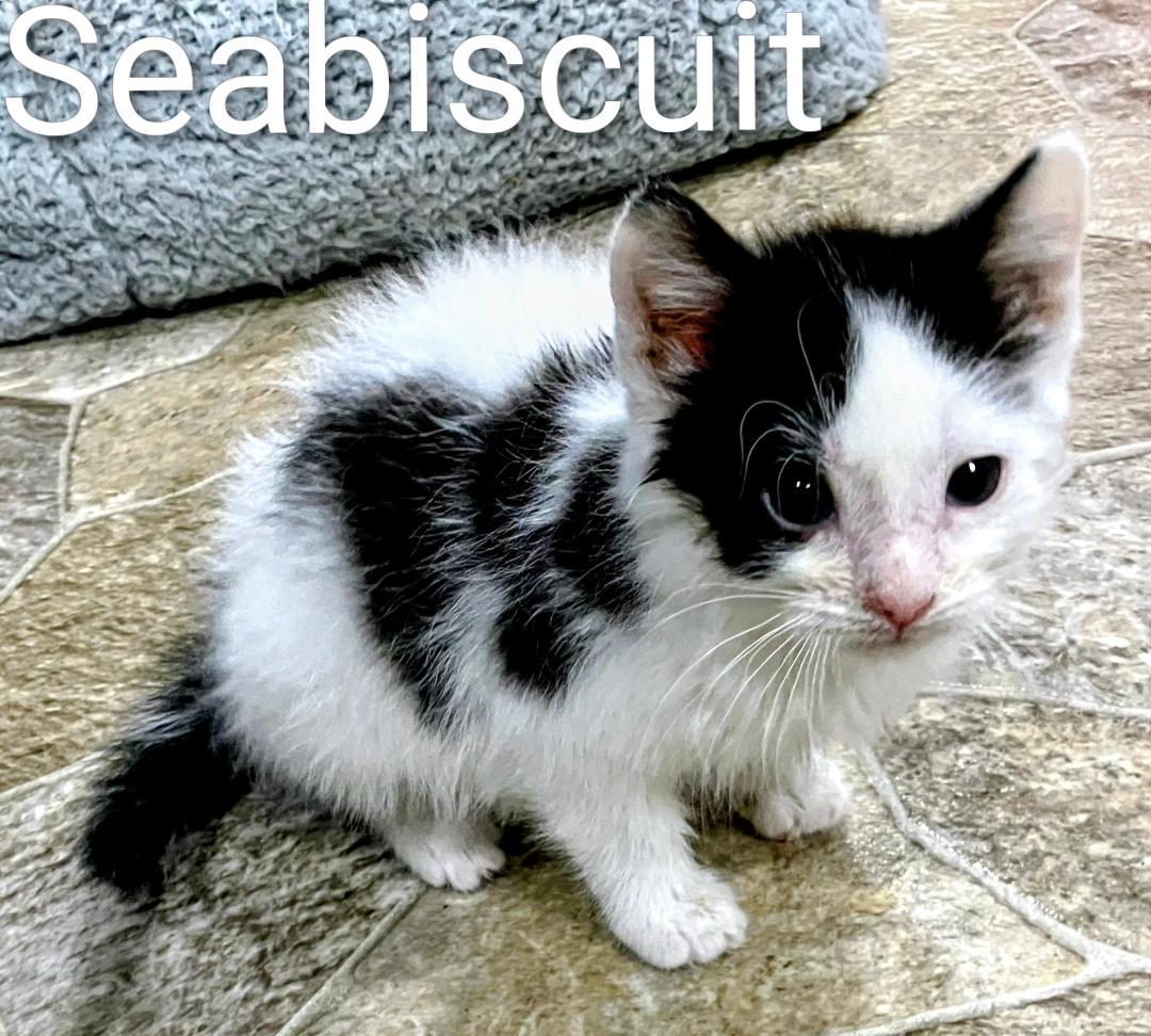 Seabiscuit, an adopted Domestic Short Hair in Binghamton, NY image 1/3