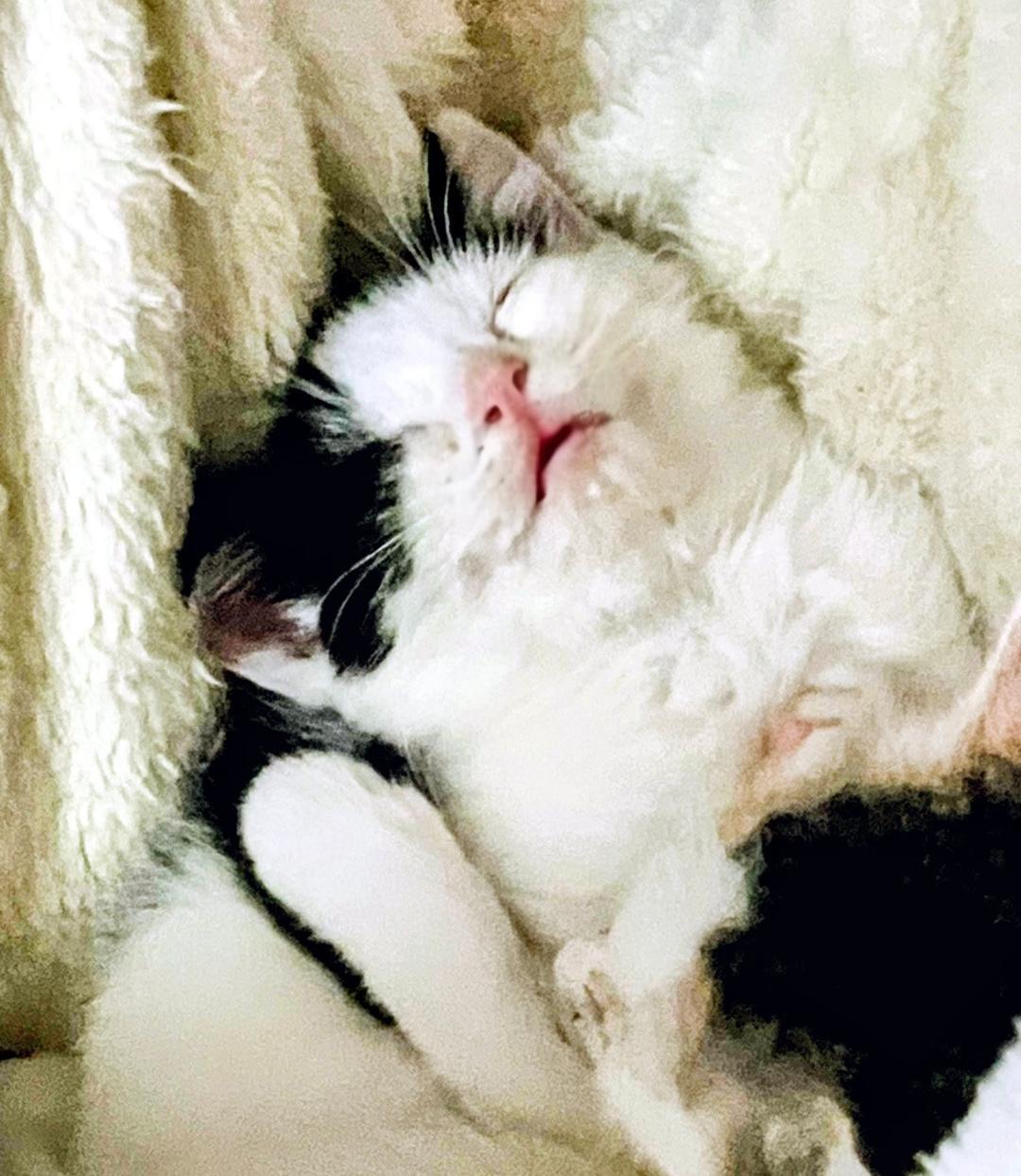 Seabiscuit, an adopted Domestic Short Hair in Binghamton, NY image 2/3