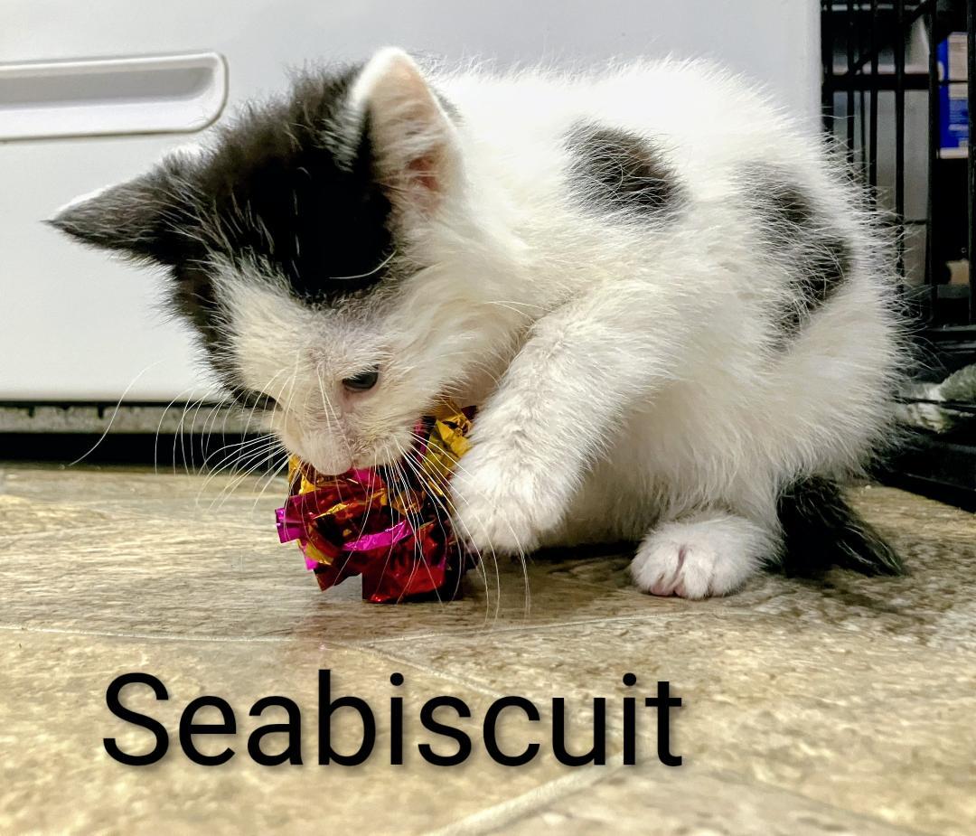 Seabiscuit, an adopted Domestic Short Hair in Binghamton, NY image 3/3