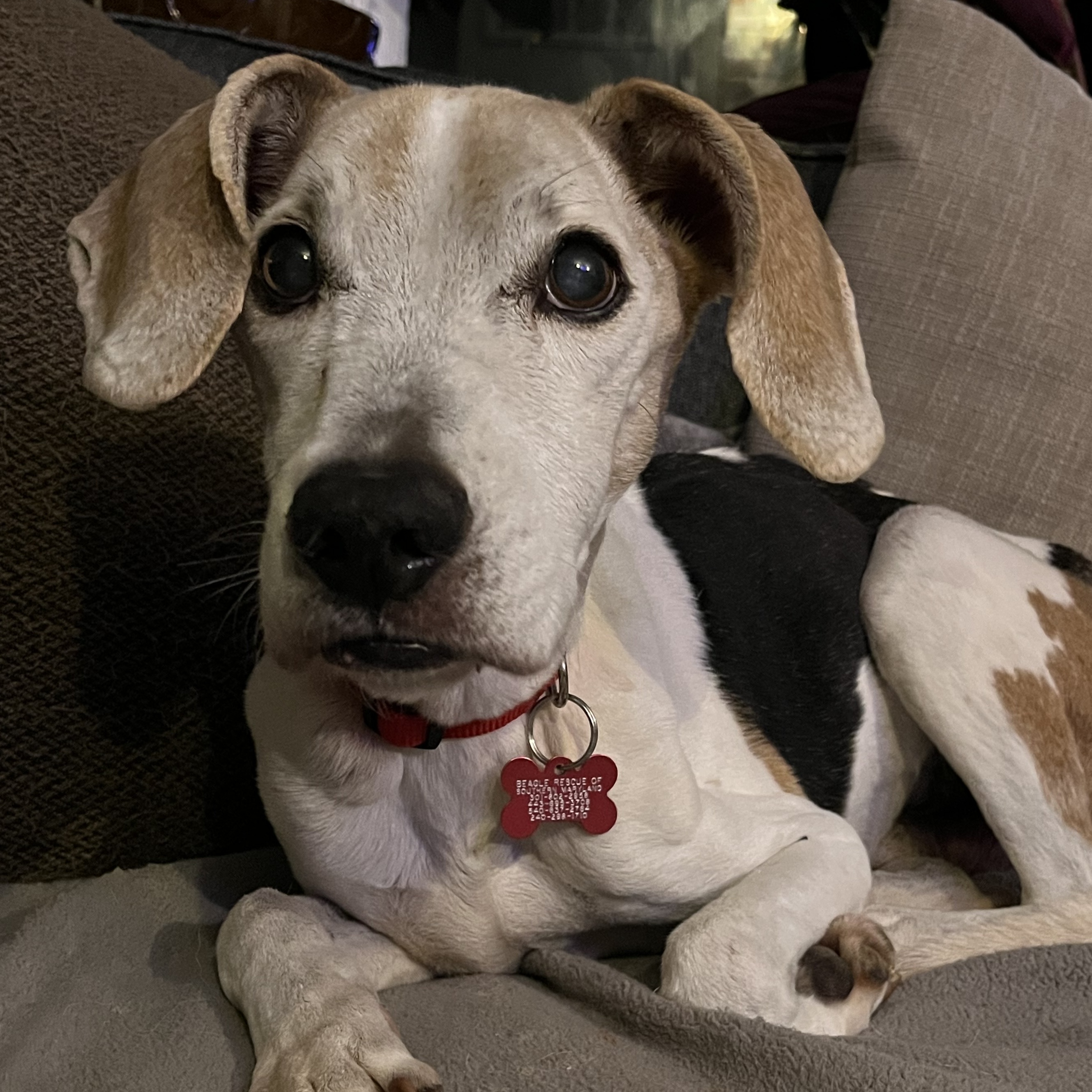 Petey Man George, Senior Male unknown