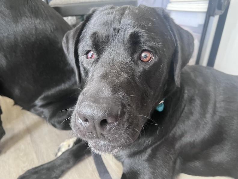 Enlarge Sinatra-Not Accepting Applications Yet, a Adoptable mixed breed in Medina, OH image 5/5