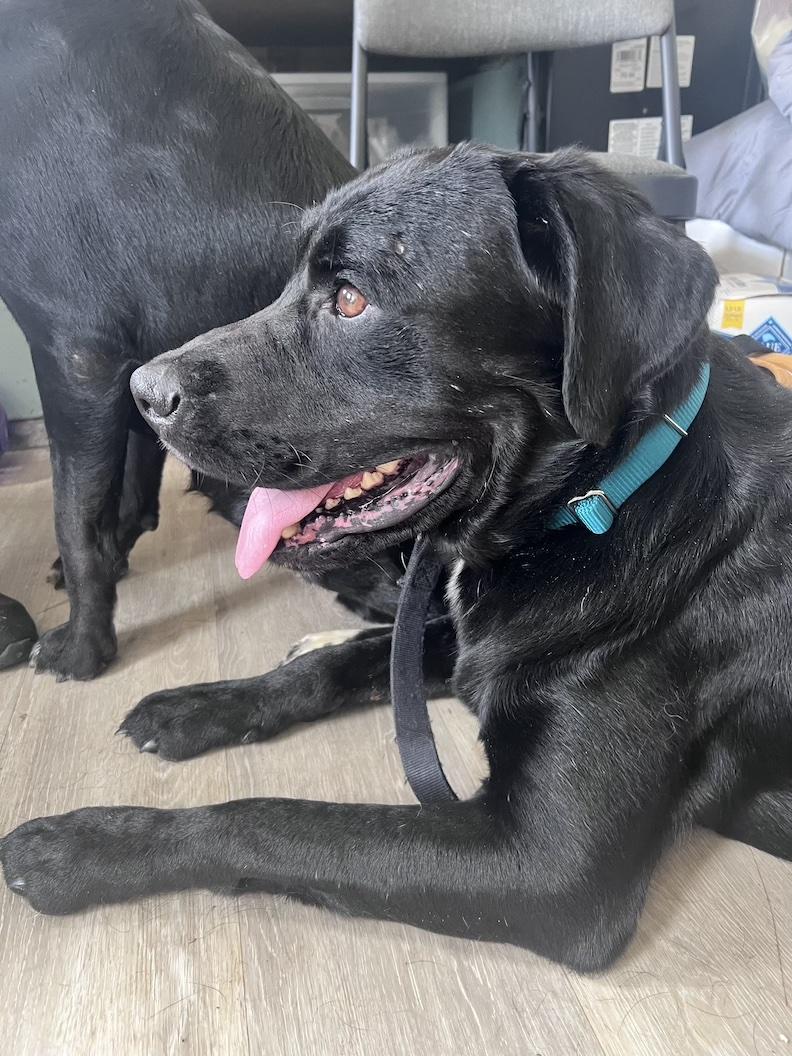 Enlarge Sinatra-Not Accepting Applications Yet, a Adoptable mixed breed in Medina, OH image 3/5
