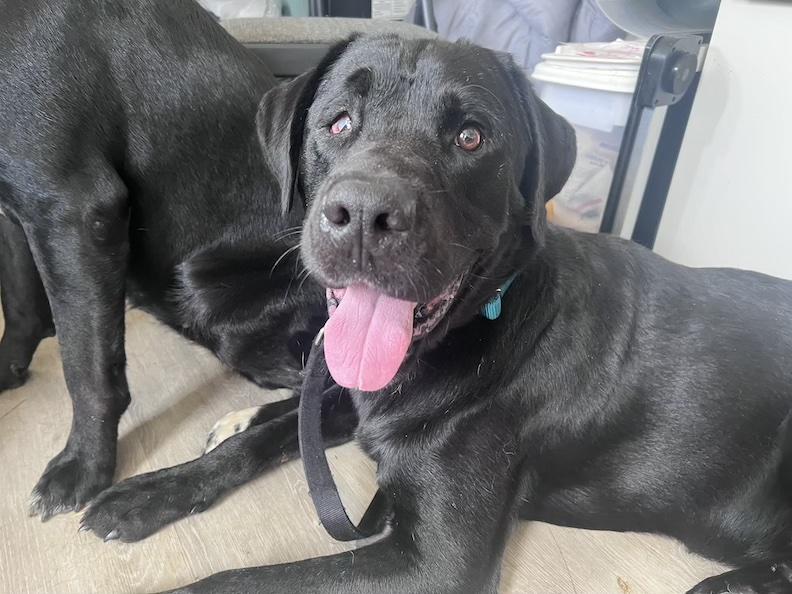 Sinatra-Not Accepting Applications Yet, Adoptable, Adult Male Black Labrador Retriever.