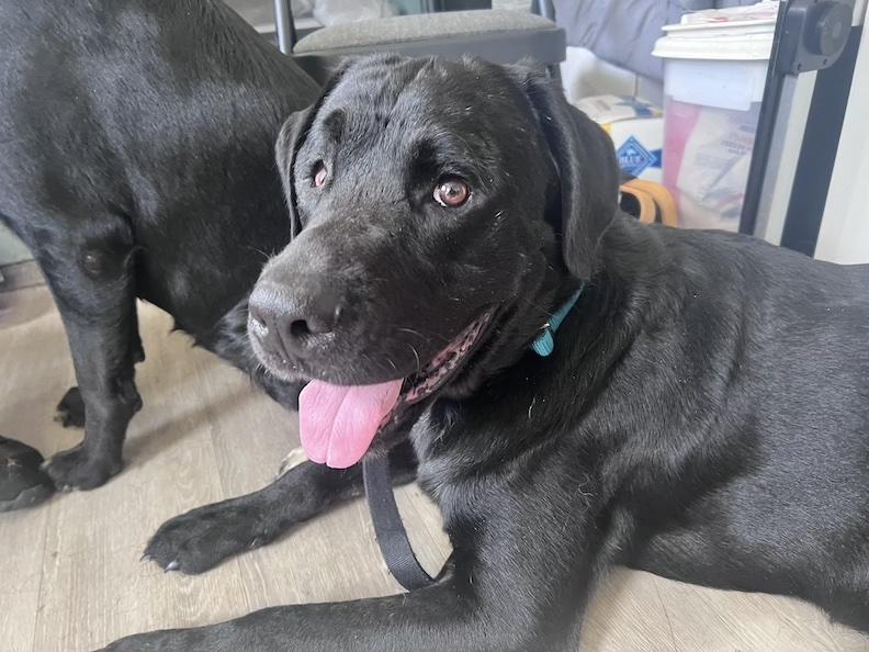 Enlarge Sinatra-Not Accepting Applications Yet, a Adoptable mixed breed in Medina, OH image 2/5