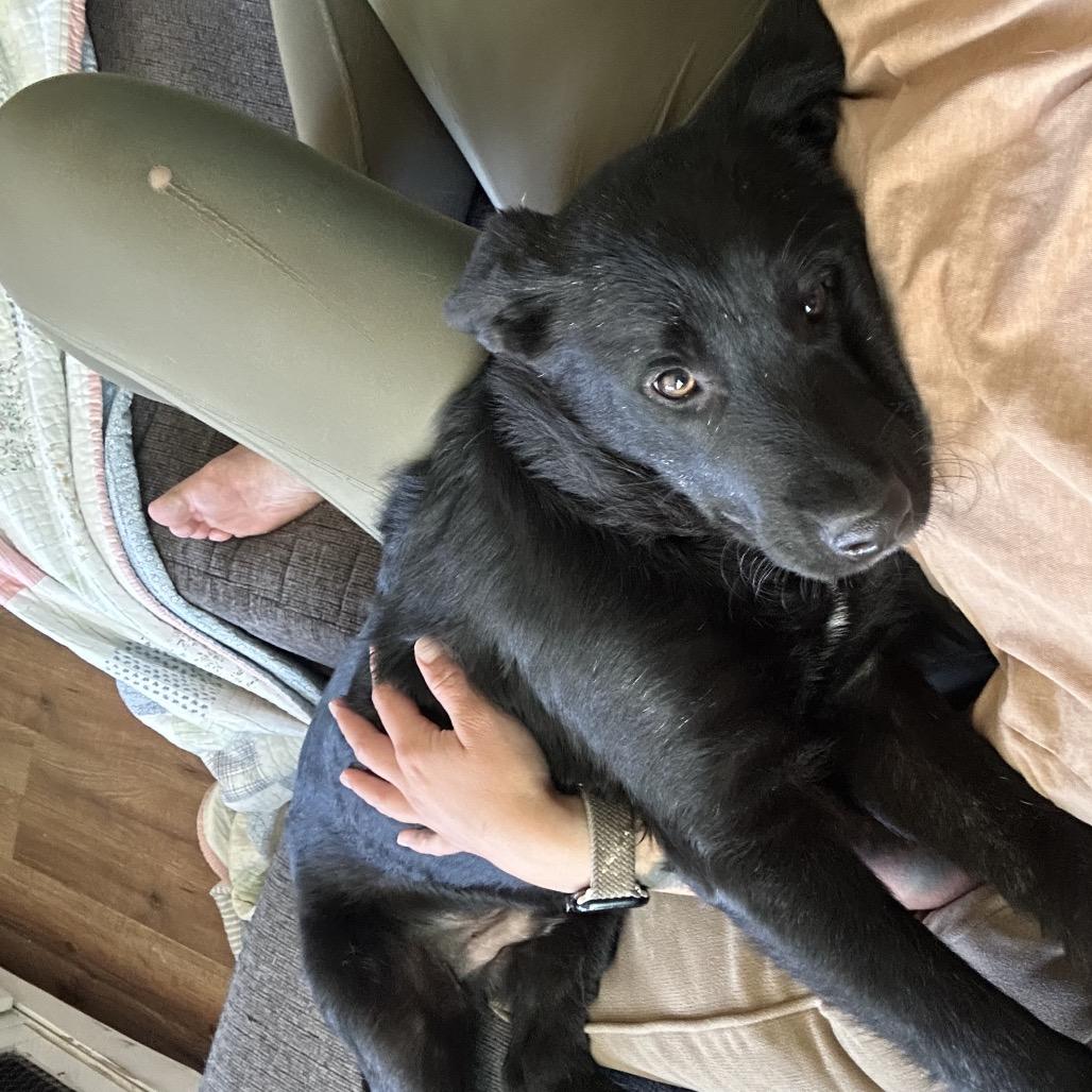 Hoot, Adoptable, Young Male Mixed Breed.