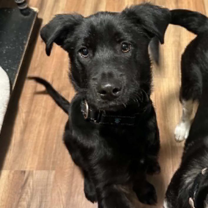 Hoot, a Adoptable Mixed Breed in Otsego, MN image 2/6