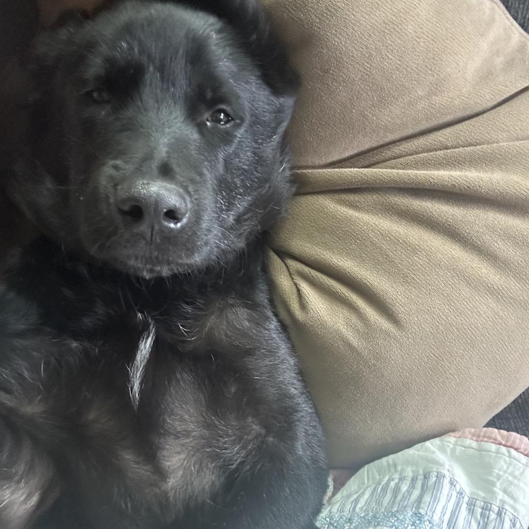 Hoot, a Adoptable Mixed Breed in Otsego, MN image 3/6