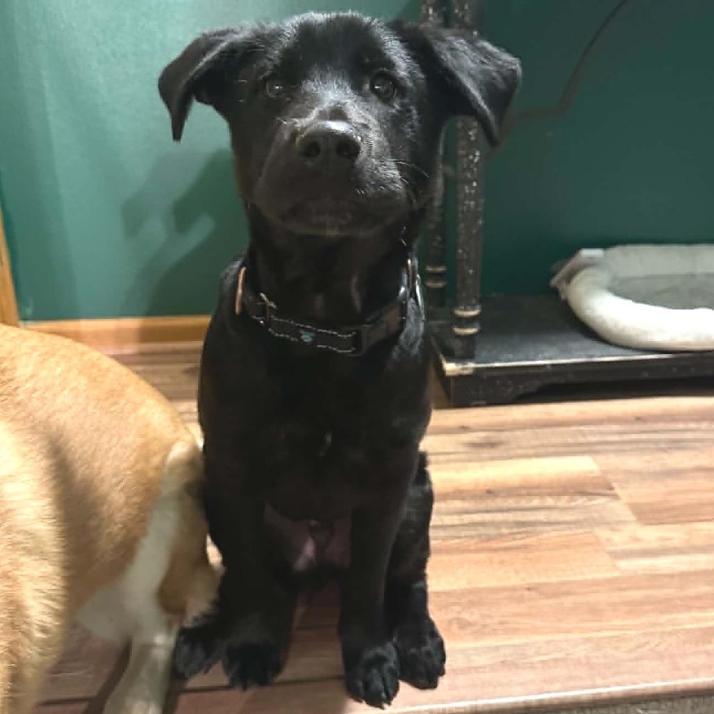Hoot, a Adoptable Mixed Breed in Otsego, MN image 4/6