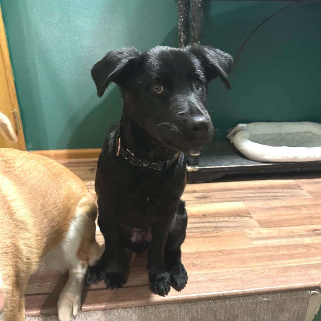 Hoot, a Adoptable Mixed Breed in Otsego, MN image 6/6