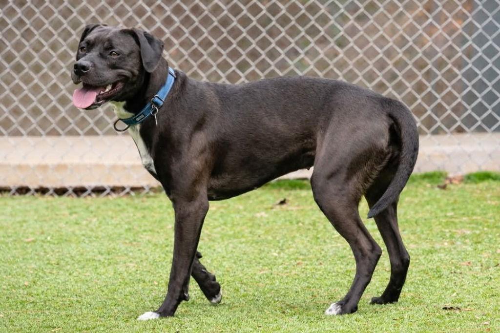 Rosalee, a Adoptable mixed breed in Ellijay, GA image 1/3