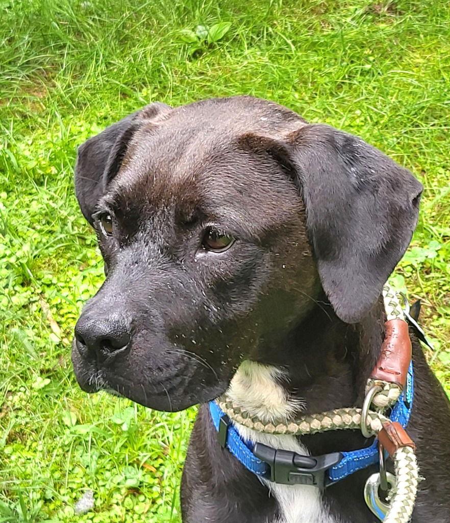 Rosalee, a Adoptable mixed breed in Ellijay, GA image 1/3