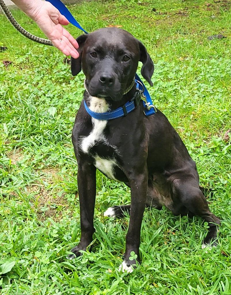 Rosalee, a Adoptable mixed breed in Ellijay, GA image 2/3