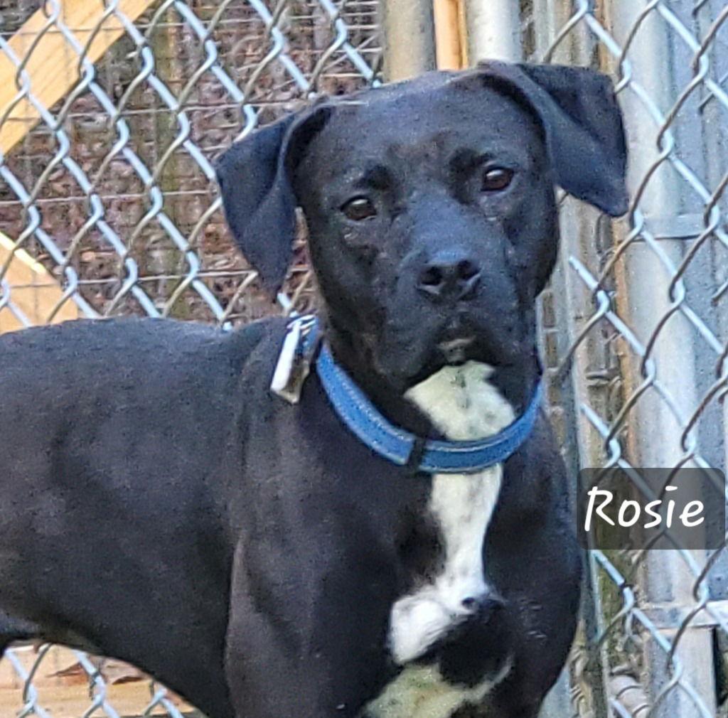 Rosalee, a Adoptable mixed breed in Ellijay, GA image 2/3