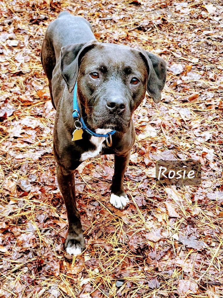 Rosalee, a Adoptable mixed breed in Ellijay, GA image 3/3