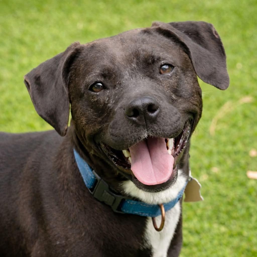 Rosalee, a Adoptable mixed breed in Ellijay, GA image 3/3