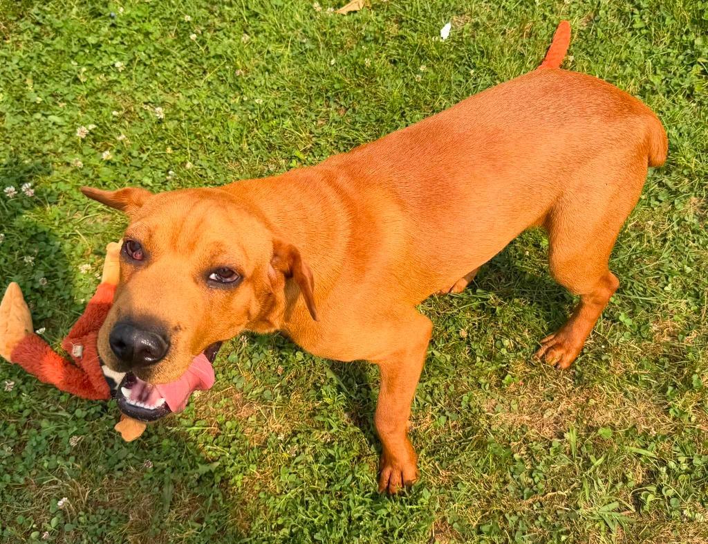 Comet, Adoptable, Puppy Male Mixed Breed.