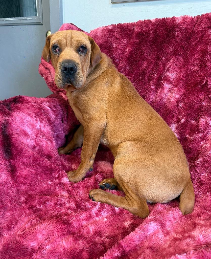 Comet, Adoptable, Puppy Male Mixed Breed.