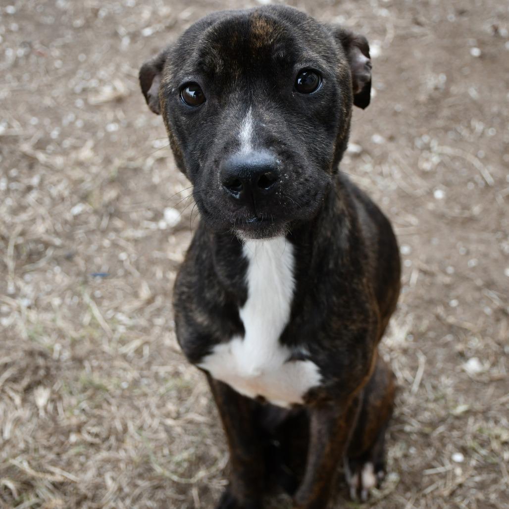Marie, Adoptable, Young Female Black Mouth Cur.