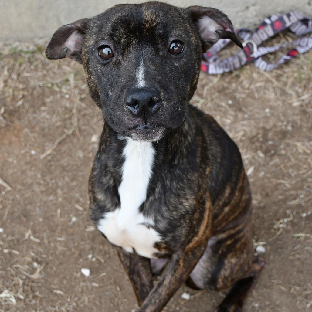Enlarge Marie, a Adoptable Black Mouth Cur in Beaumont, TX image 4/6