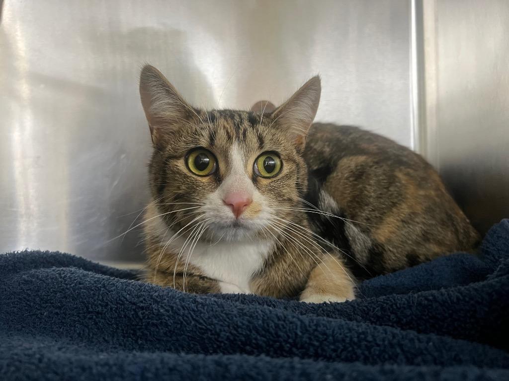 Apple, Adopted, Young Female Calico.