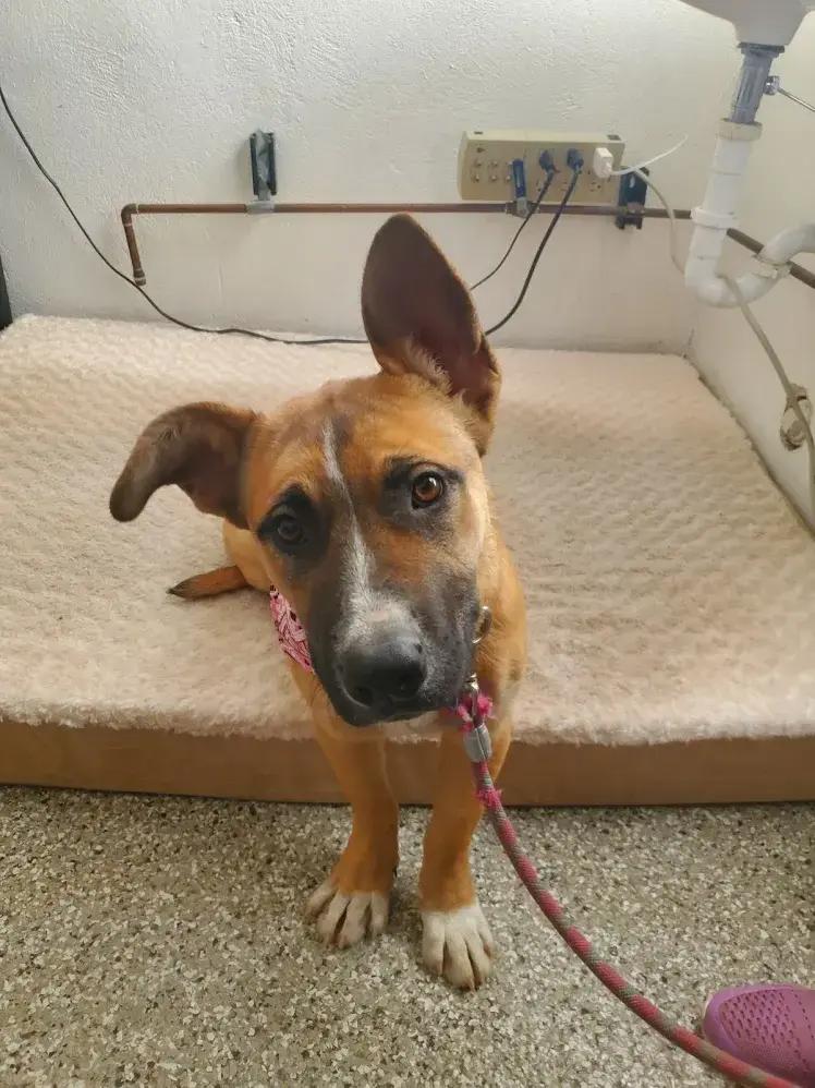 Enlarge Canela, a Adoptable mixed breed in Leadville, CO image 1/2