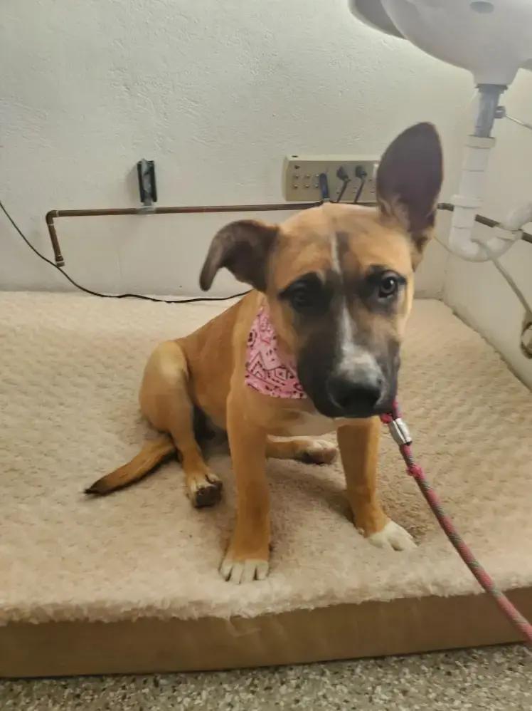 Enlarge Canela, a Adoptable mixed breed in Leadville, CO image 2/2