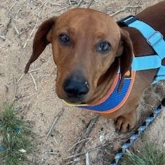 ELI, ADOPTABLE, Adult Male Dachshund.