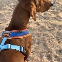 Enlarge ELI, a ADOPTABLE Dachshund in Norco, CA image 3/4