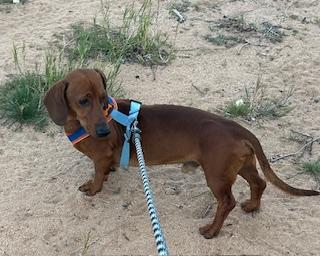 Enlarge ELI, a ADOPTABLE Dachshund in Norco, CA image 2/4