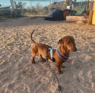 Enlarge ELI, a ADOPTABLE Dachshund in Norco, CA image 4/4