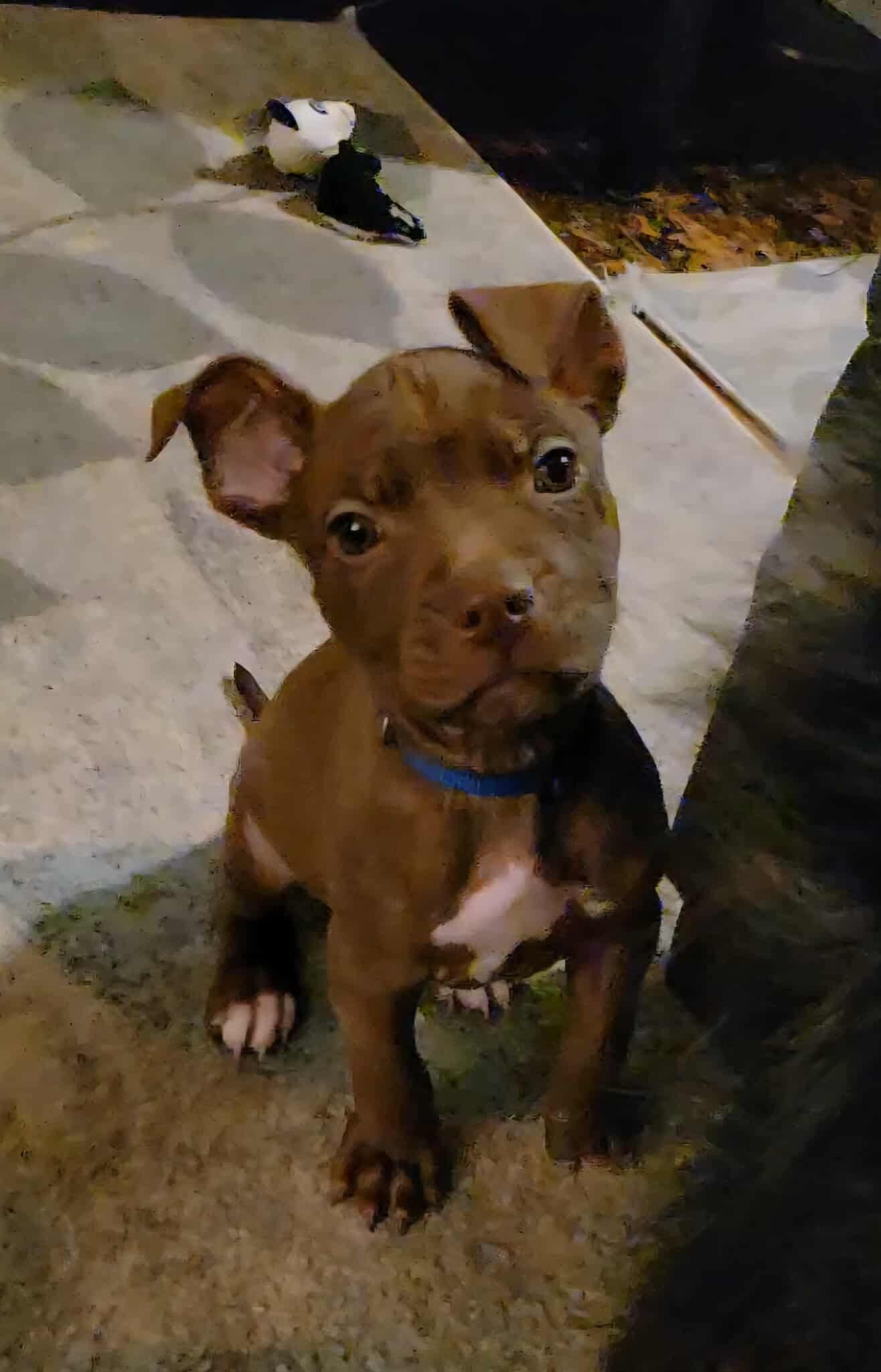 Breve, Adoptable, Puppy Male Pit Bull Terrier.