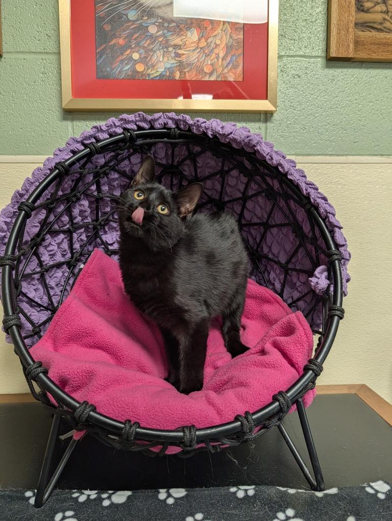 Enlarge Pepper, a Adoptable mixed breed in Ellijay, GA image 1/3