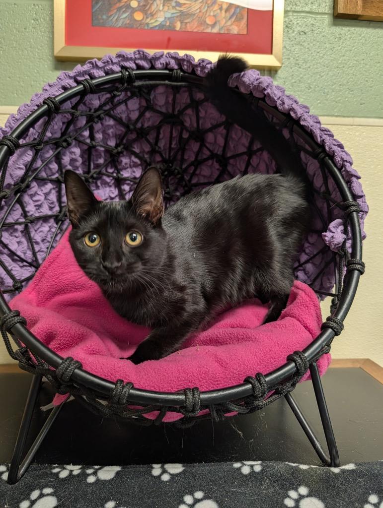 Enlarge Pepper, a Adoptable mixed breed in Ellijay, GA image 2/3