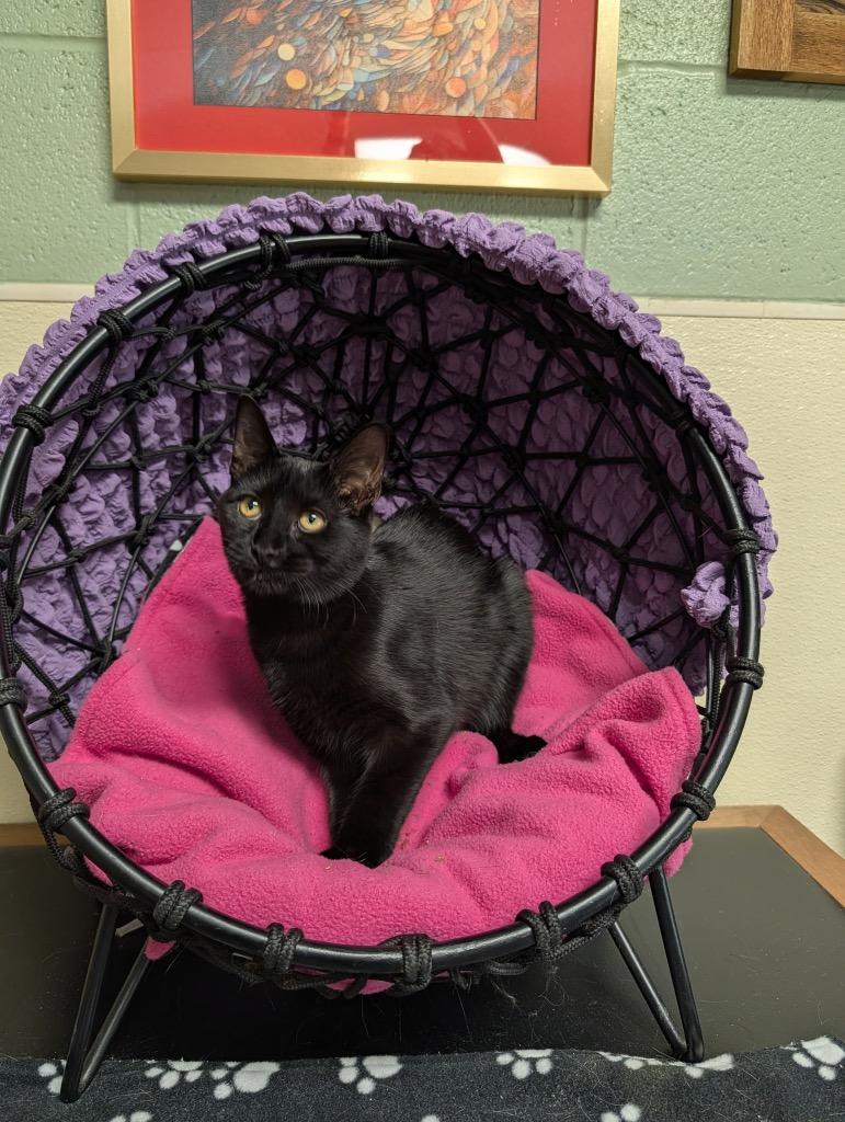 Enlarge Pepper, a Adoptable mixed breed in Ellijay, GA image 3/3